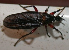 Bibio femoratus